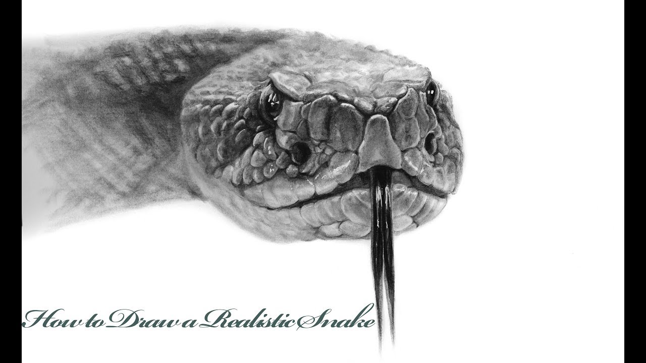 How To Draw A Realistic Snake Step By Step Tutorial Youtube Drawn with black charcoal and white charcoal. how to draw a realistic snake step by step tutorial