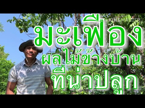 วีดีโอ: เวลาเก็บเกี่ยวผลมะเฟือง – เมื่อไหร่ที่คุณควรเลือก Starfuit