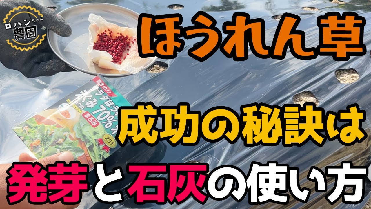 【ほうれん草の種まき】【10月まき】バッチリ発芽！しっかりp H調整【耕作放棄地】【有機】