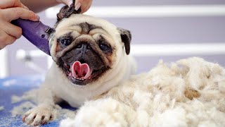 CUTE PUG ❤  To Shave or Not to Shave?✂