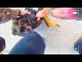 Cop Loses Control of His Police Dog