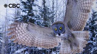 Behind the scenes: Incredible footage shows how owl uses sound to hunt under snow