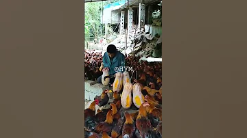 Feeding Meat Chicken Tips Idea አስደማሚው የዶሮ እርባታ ዘዴ 
