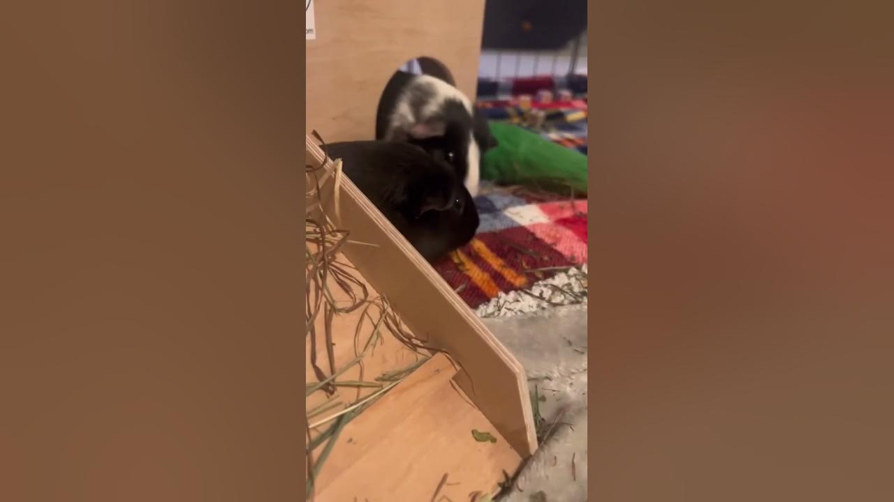 pigs-in-my-house-pigs-in-my-house-pigs-in-my-house-youtube
