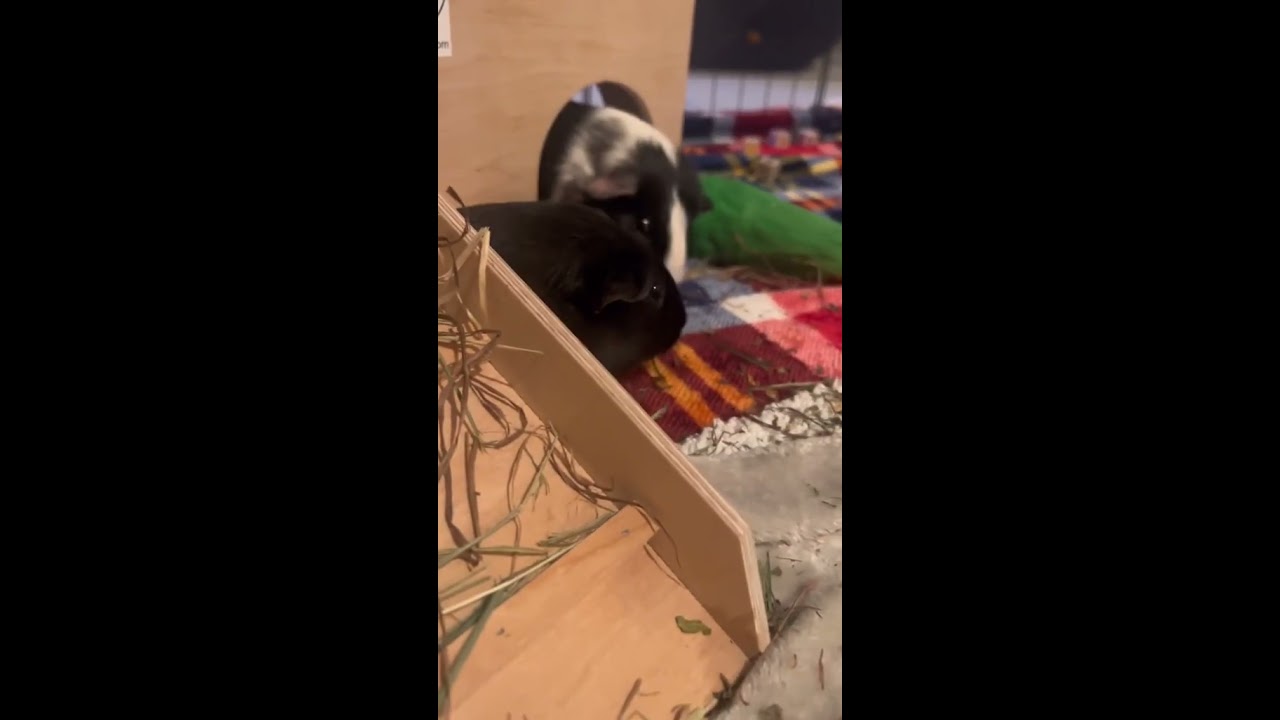 Pigs In My House Pigs In My House Pigs In My House YouTube Pigs In My House Pigs In My House Pigs In My House YouTube