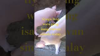 Piggy oink oink | bhing family friends vlogs
