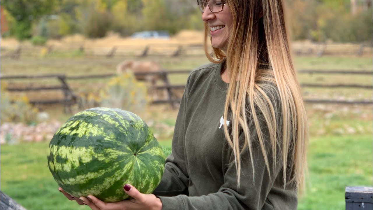 How To Pick a Ripe Watermelon & How To Eat a Ripe Watermelon - YouTube