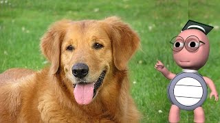 Why do dogs Shed Hair? - Interesting facts about animals for kids