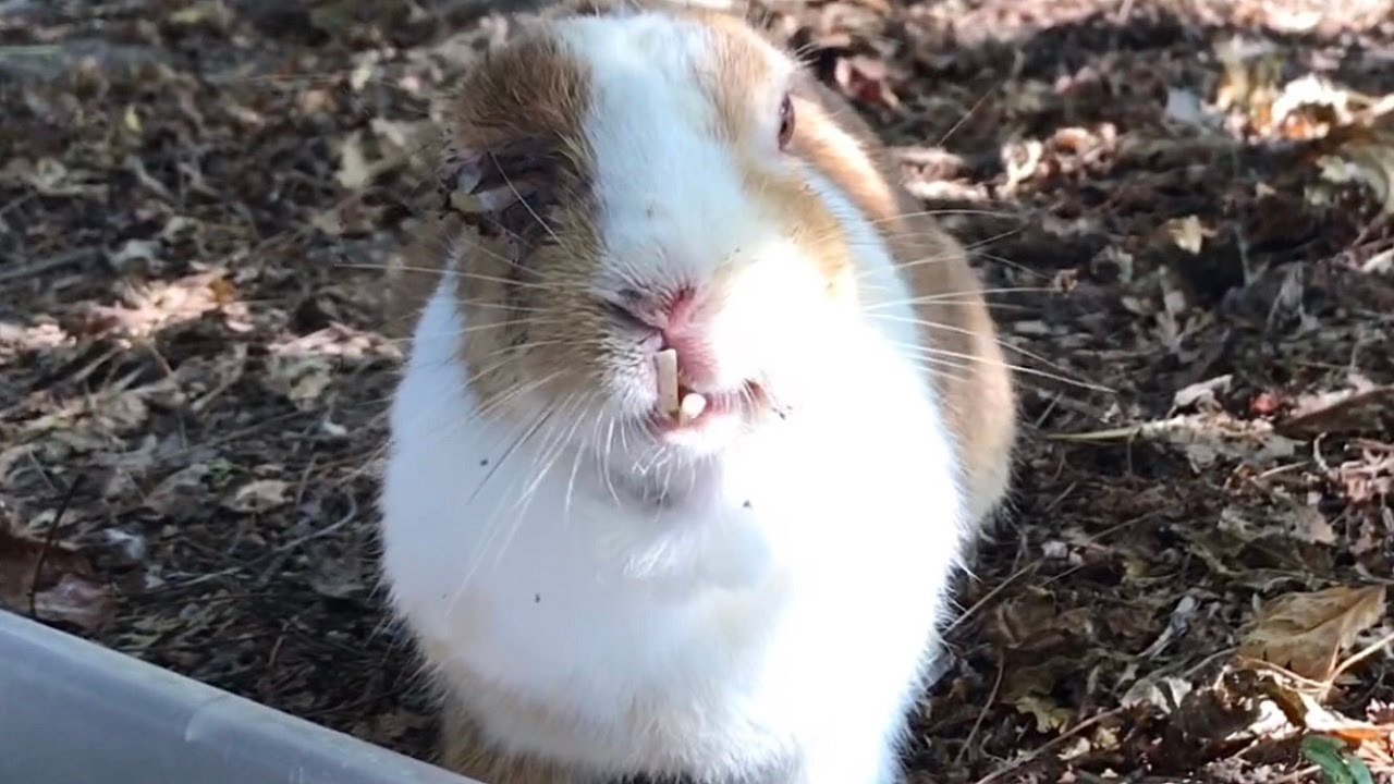 Rabbit with overgrown bottom teeth - YouTube
