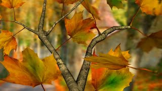 Autumn Leaves in HD Gyro 3D XL Live Wallpaper screenshot 5