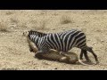 Amazing: Lion vs Zebra | Lion kills zebra almost | Lion hunting zebra | Zebra escapes lion killing