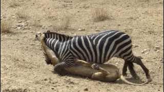 Amazing: Lion vs Zebra with unexpected escape