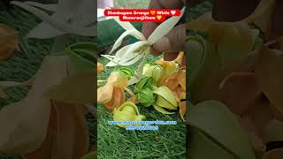 Fragrant Flowers From My Garden