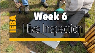 IEBA Week 6, Hive Inspection p