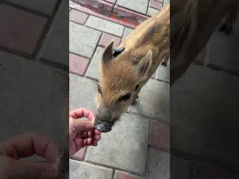 Сырок вкусно #hunting #животные #лесной #кабан #animals #automobile #рыбалка