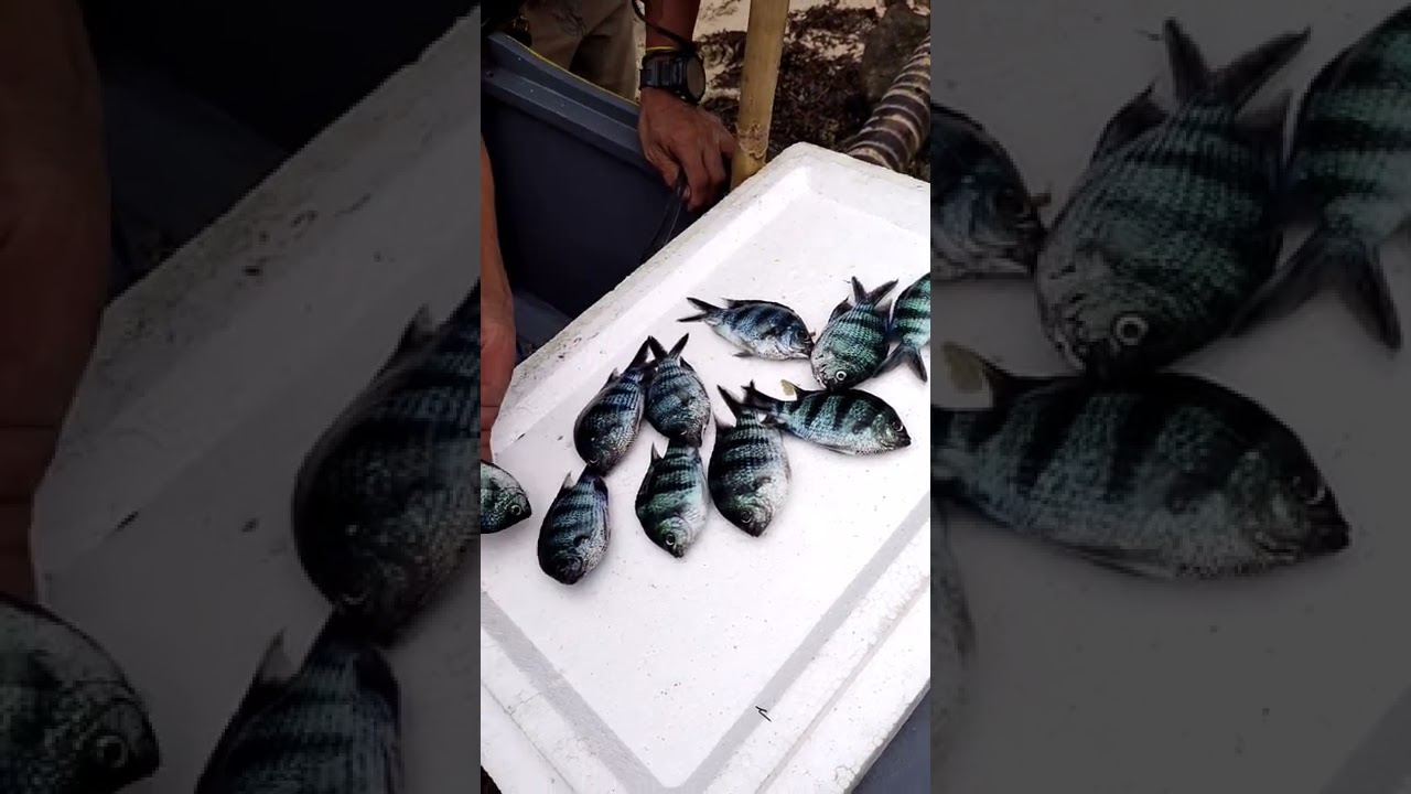 We use shirmps bait to catch a "sergeant major fish"(part2)| 