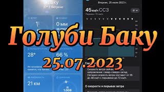 Голуби . Гоняем в сильный ветер . 25.07.2023 #ГолубиБаку