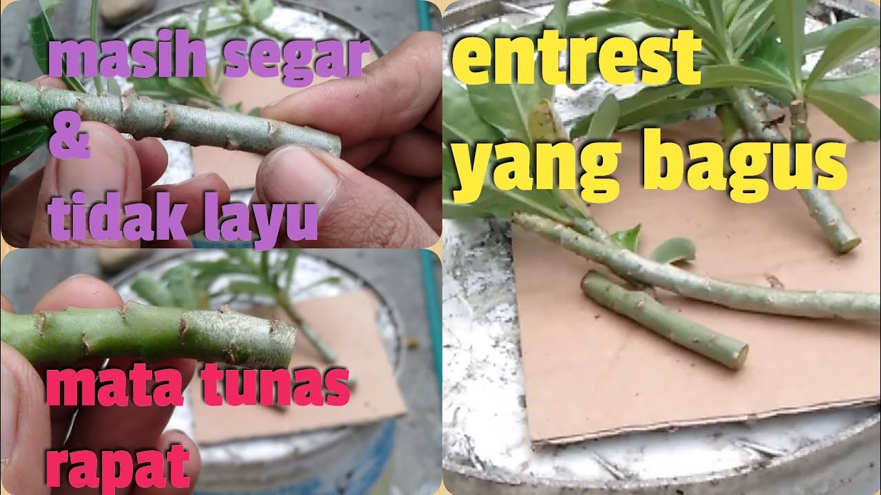 Ciri - ciri entrest yang bagus untuk grafting adenium