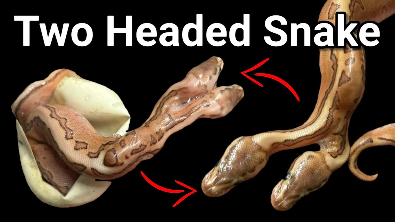 Новая *двуглавая* змея (возраст вылупления до 6 месяцев)