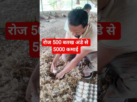 बतख पालन से नालंदा का किसान रोज 500 बतख अंड़ों का उत्पादन कर रहा है