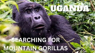 Uganda - Searching for Mountain Gorillas