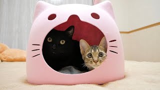 ケンカばかりする子猫と先輩猫が初めて共存できました！！