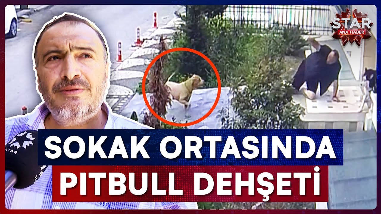 Sahipsiz Pitbull Tarafından Saldırıya Uğradı, Kendisini Sopa ile Savunmaya Çalıştı | Star Ana Haber