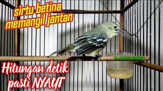 Suara khas Sirtu/cipoh betina birahi memangil jantan