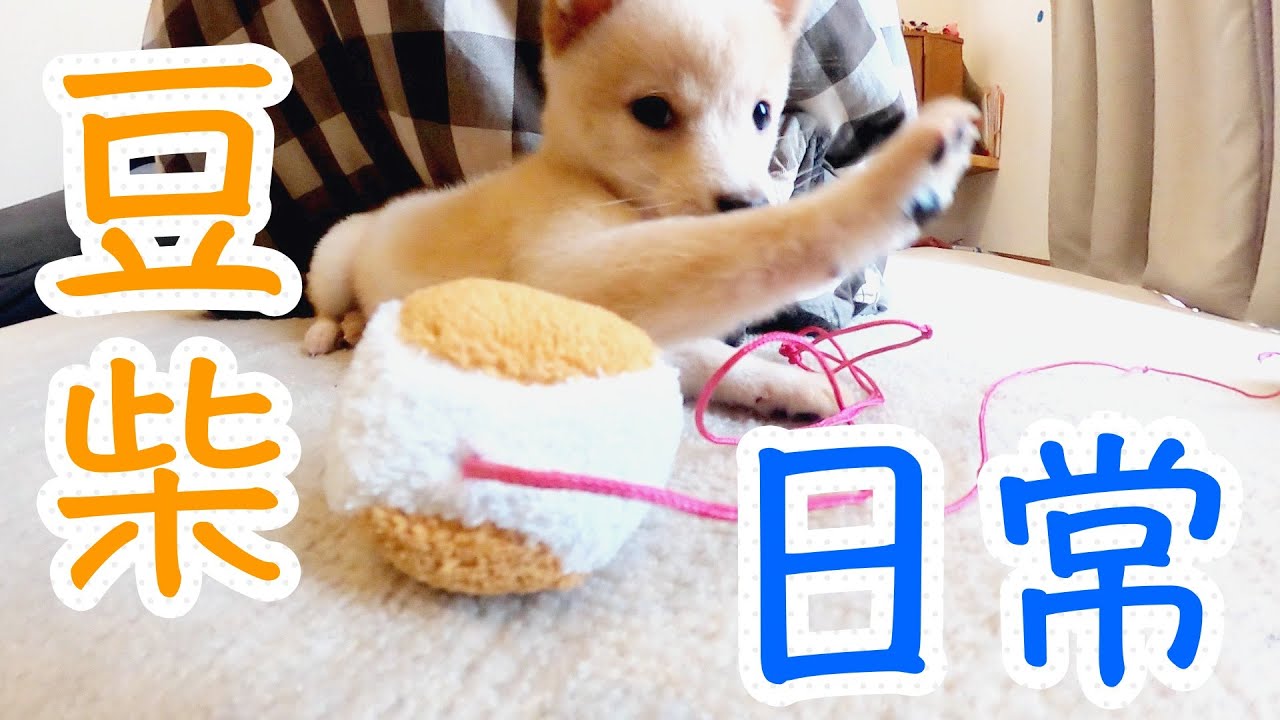 白い子犬の豆柴あられの日常とトイレ＆おすわりしつけの巻 shibainu YouTube