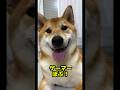 ゲームが好きなぼぶぶ #柴犬ロック