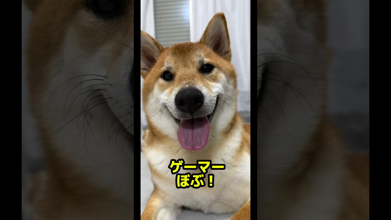 ゲームが好きなぼぶぶ #柴犬ロック