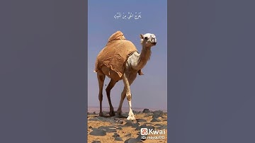 فسبحان الله حين تمسون وحين تصبحون#قرآن كريم