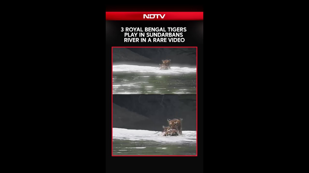 Three Royal Bengal Tigers Seen Playing In River In The Sundarbans, Video Goes Viral