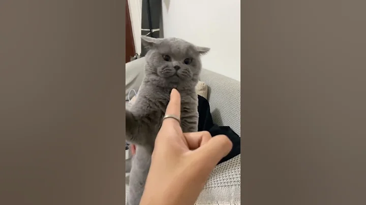 Watch the video about Funny reaction to pointing a finger at a cat #love #happy #cuteanimal #funny #cutecat #pets #😂😂