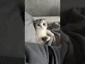 😽 #cat