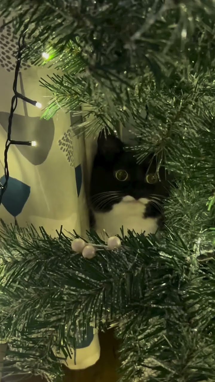 Funny  cats