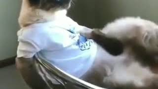 Funny and Cute Cats - Funniest Cats Compilation by Iyaman TV 207 views 4 years ago 3 minutes, 43 seconds