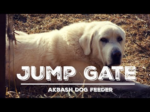 jump-gate-modification----revisiting-the-automatic-livestock-guardian-dog-feeding-station