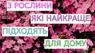 3 РОСЛИНИ  ЯКІ НАЙКРАЩЕ ПІДХОДЯТЬ ДЛЯ ДОМУ