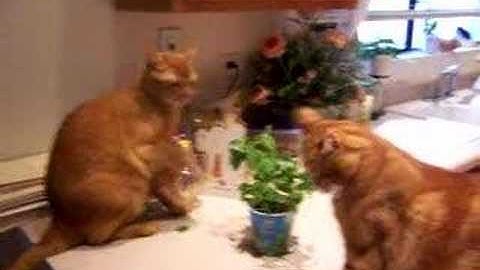 funny cat fight over catnip
