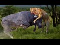 Extreme fights Buffalo vs Lion, Wild Animals Attack