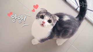 Watch the cute cat cry