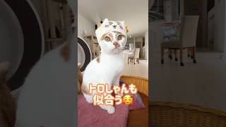 ちいかわのねこのかぶりものガチャをやって猫につけてみた #shorts