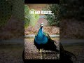 #peacocks #photoediting #cacti #desert #arizona st#photography