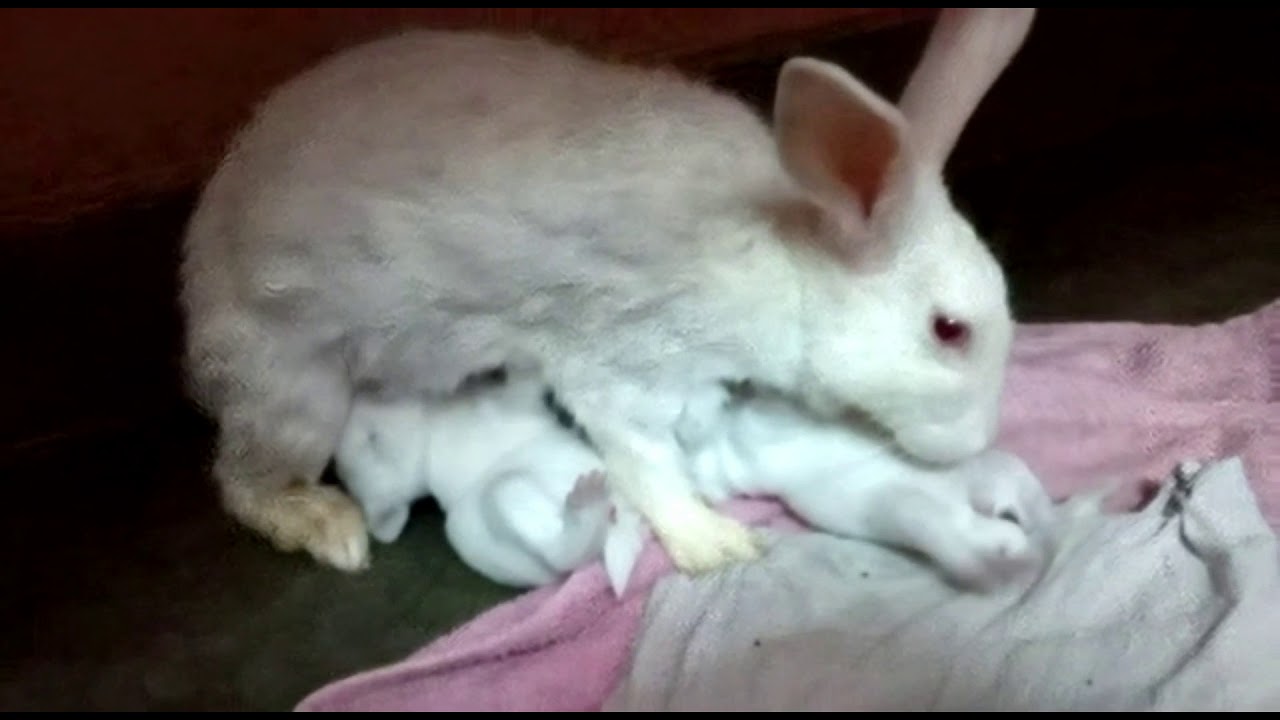 Rabbit Giving Birth To 9 Baby At Home Lovely Baby Rabbits Jaipur