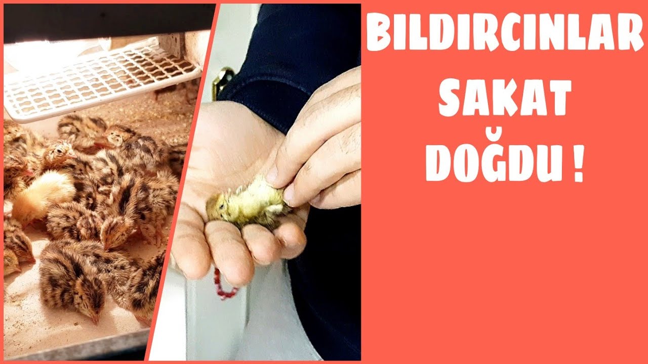 AVUÇ DOLUSU BILDIRCIN YAVRUSU || SAKAT BILDIRCINLARA ORTOPEDİK TEDAVİ