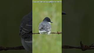 Eastern Kingbird looks over its shoulder
