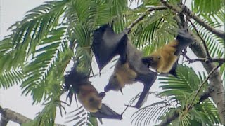 Flying Foxes Battle for Love: Wild Courtship in the Treetops