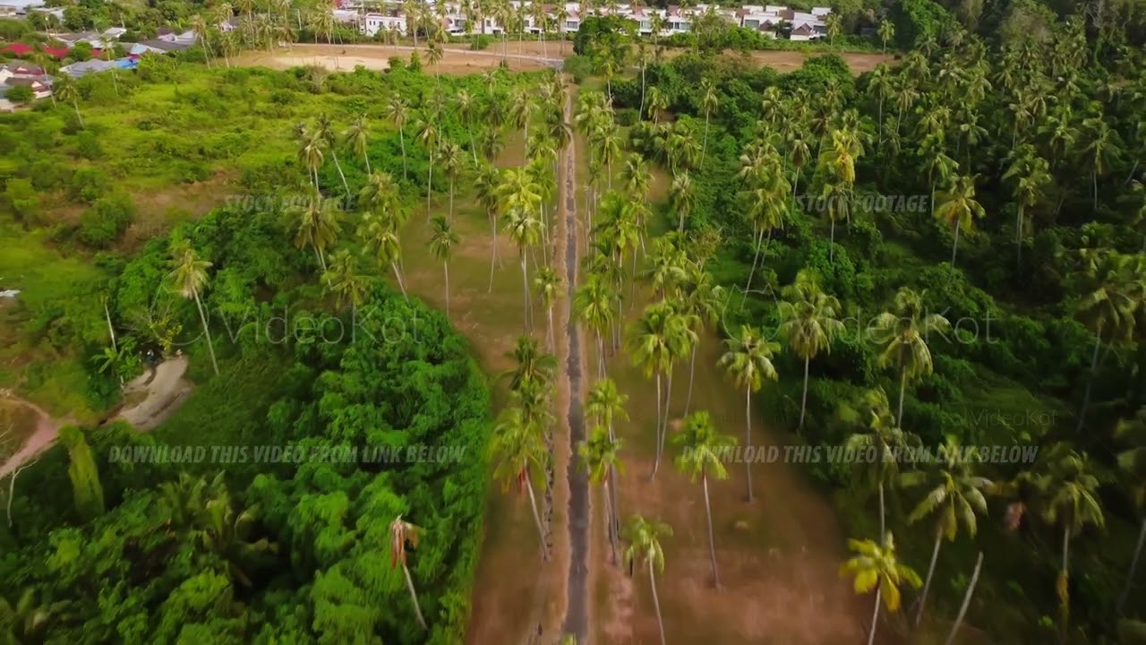 Drone flying above palm trees grove and pathway on green island in asian country