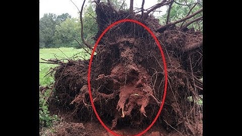 Removing fallen trees caused by storm damage - right way vs wrong way